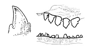 Dientes vomerianos-Muraenesox.jpg